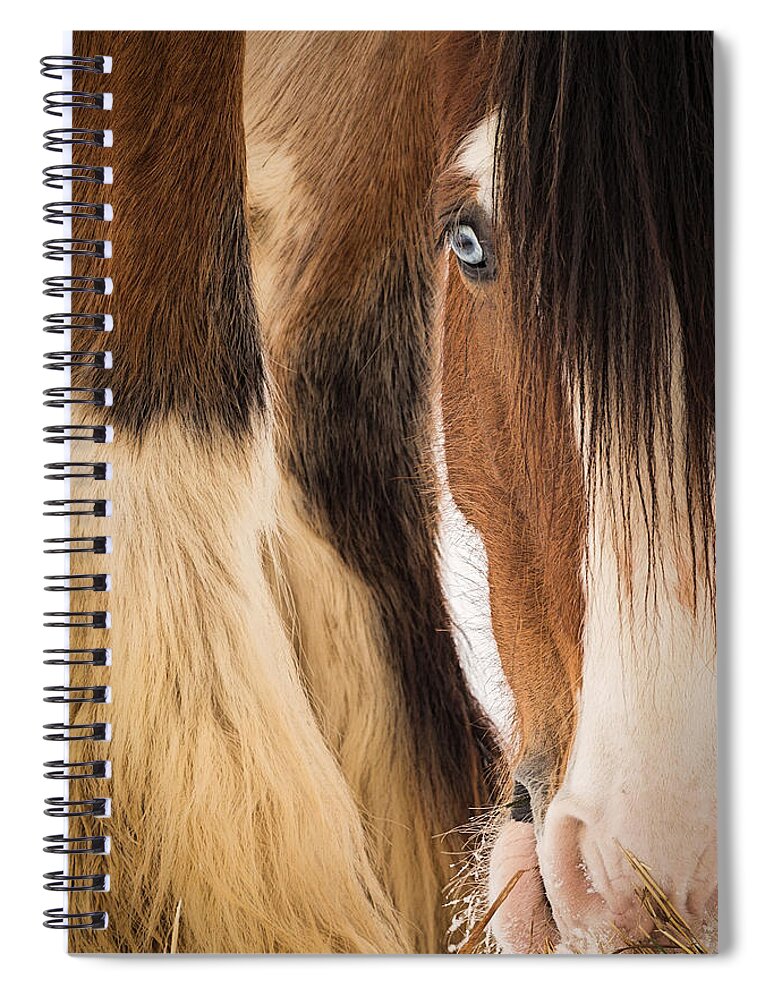 Horse Spiral Notebook featuring the photograph Eyes of Blue by Everet Regal