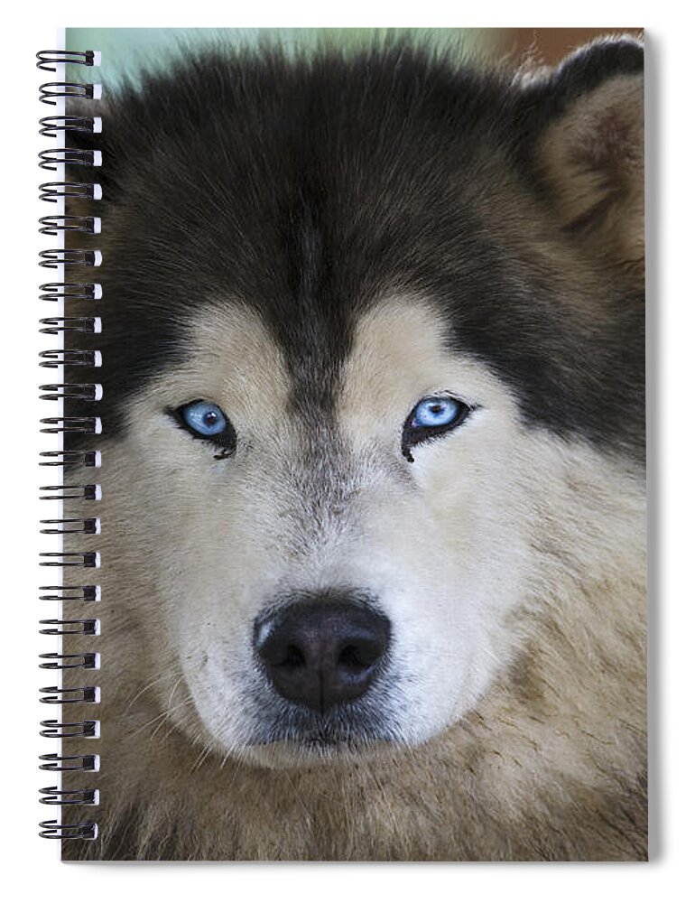Festblues Spiral Notebook featuring the photograph Eyes So Blue... by Nina Stavlund
