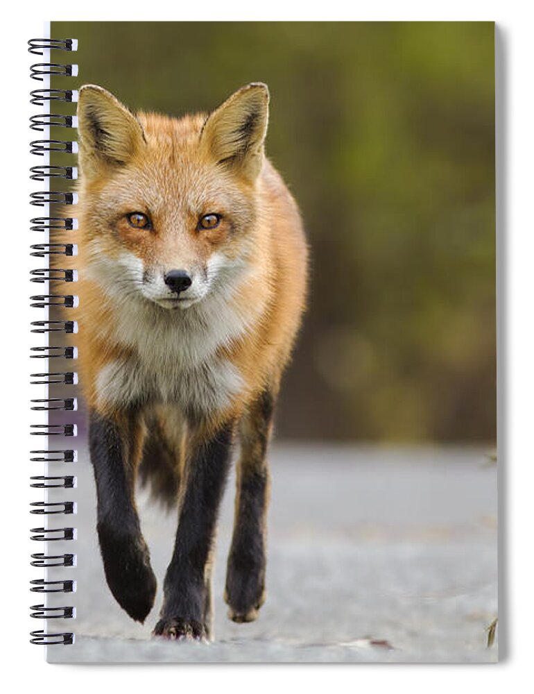 Fox Spiral Notebook featuring the photograph Face to Face by Mircea Costina Photography