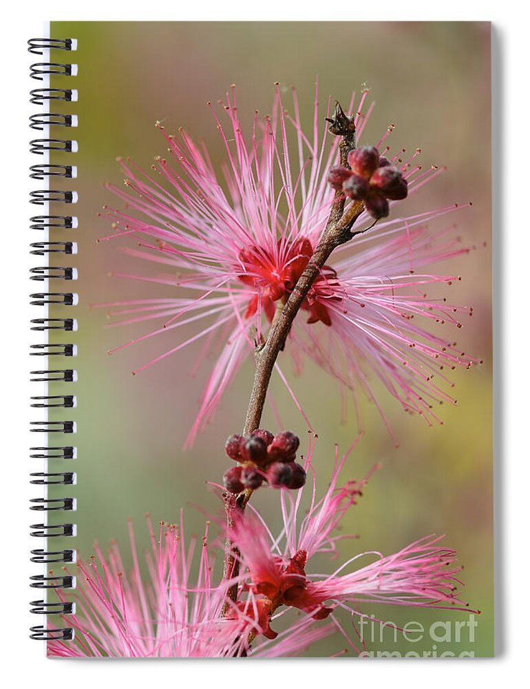 Fairy Duster Spiral Notebook featuring the photograph Fairy Duster by Tamara Becker