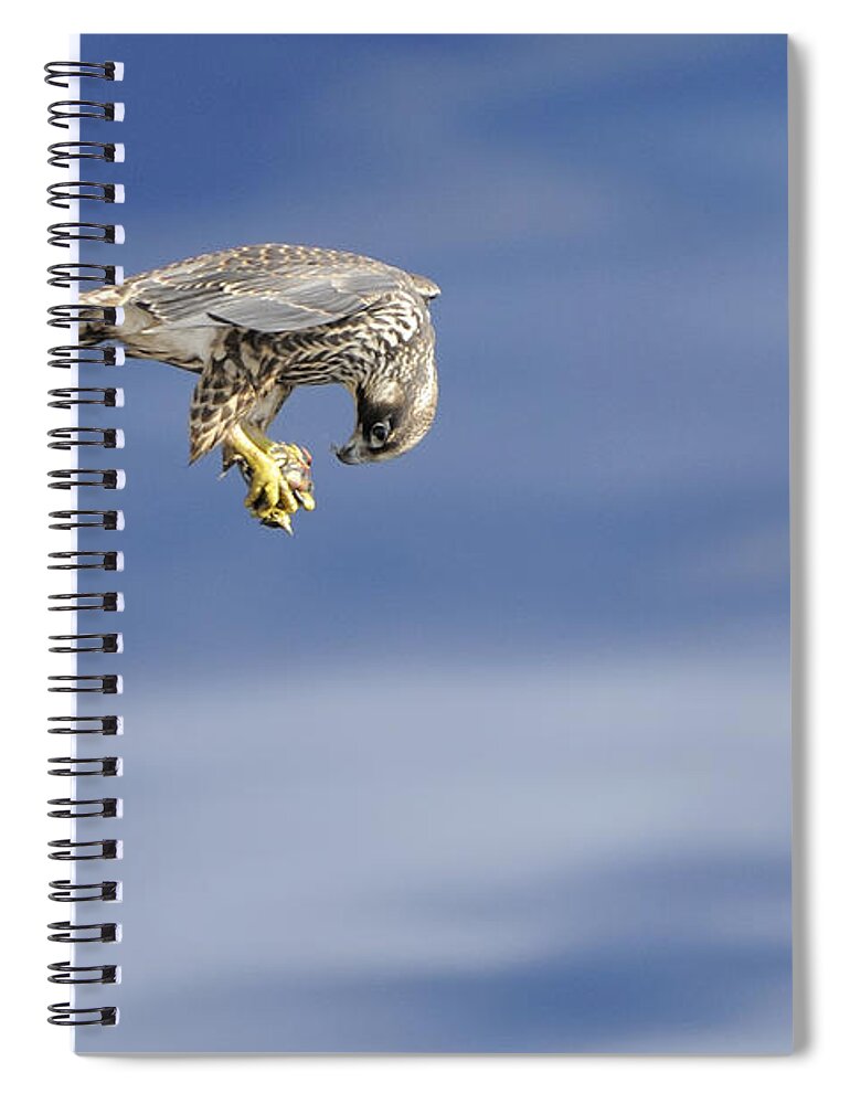 Falcon Spiral Notebook featuring the photograph Falcon with prey by Bradford Martin