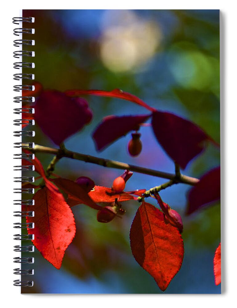 Autumn Spiral Notebook featuring the photograph Fall Bokeh by Kathi Isserman