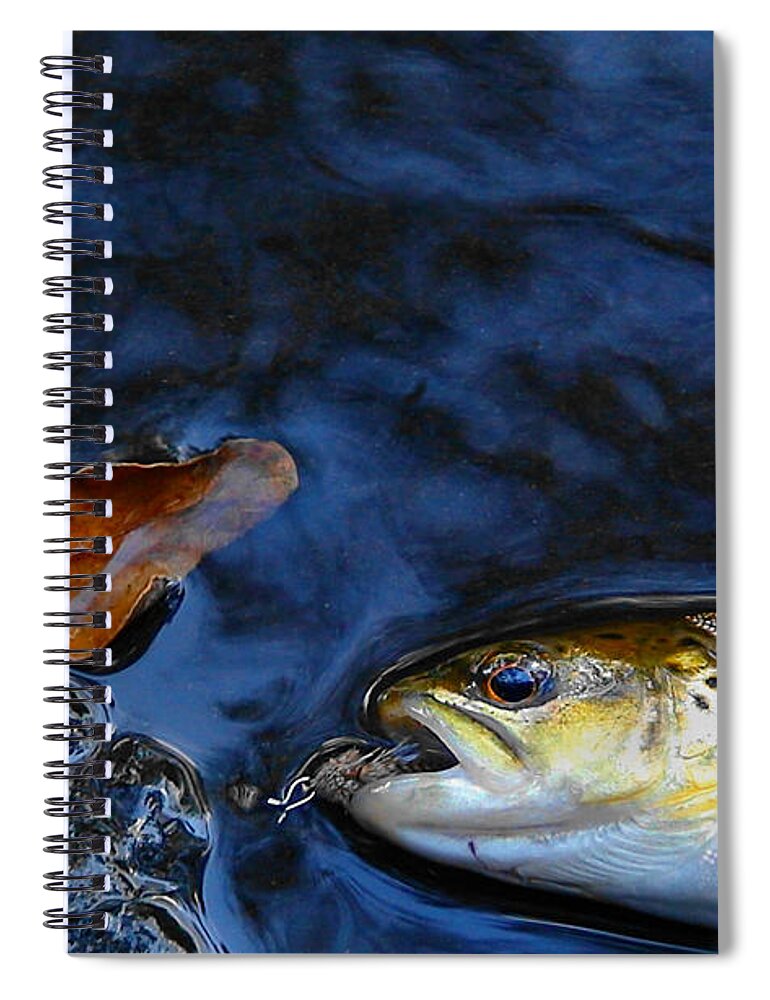 Trout Spiral Notebook featuring the photograph Fall Brown Trout by Thomas Young