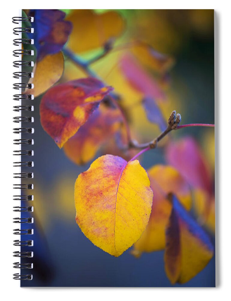 Foliage Spiral Notebook featuring the photograph Fall Color by Stephen Anderson