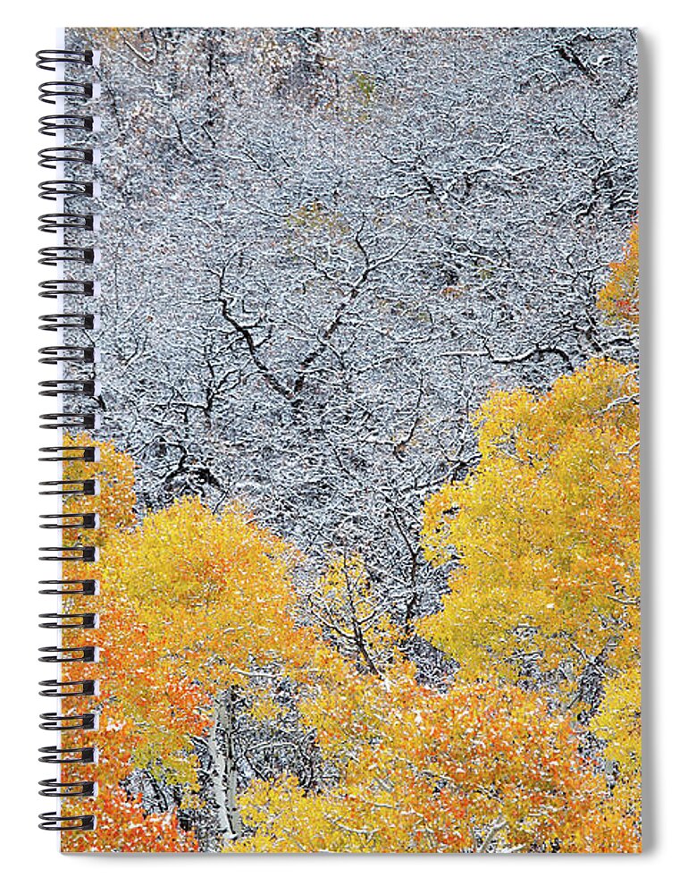 Tranquility Spiral Notebook featuring the photograph Fall Colored Aspen Trees And Bare Trees by Karen Desjardin