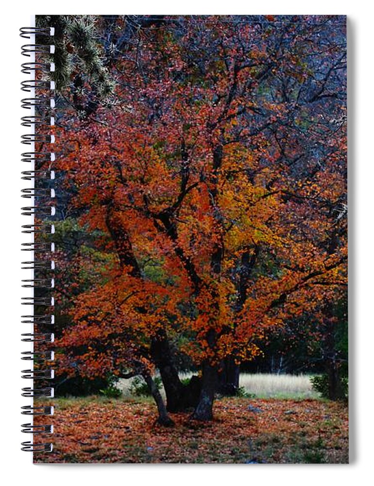 Michael Tidwell Photography Spiral Notebook featuring the photograph Fall Foliage at Lost Maples State Park by Michael Tidwell