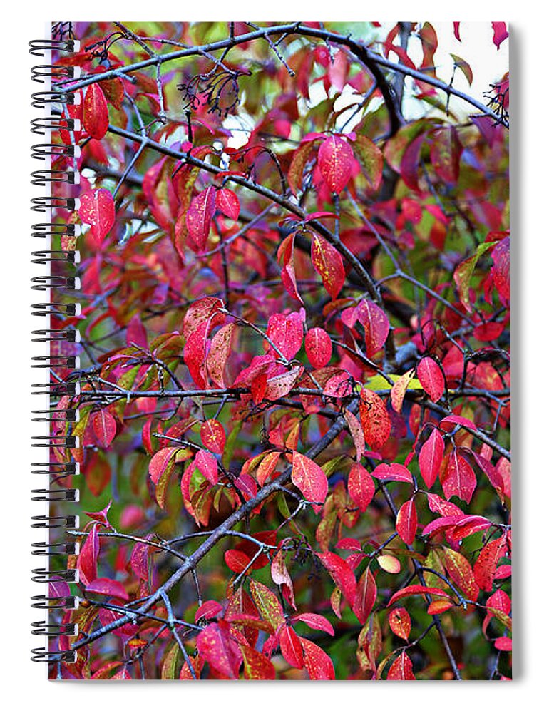 Autumn Spiral Notebook featuring the photograph Fall Foliage Colors 05 by Metro DC Photography