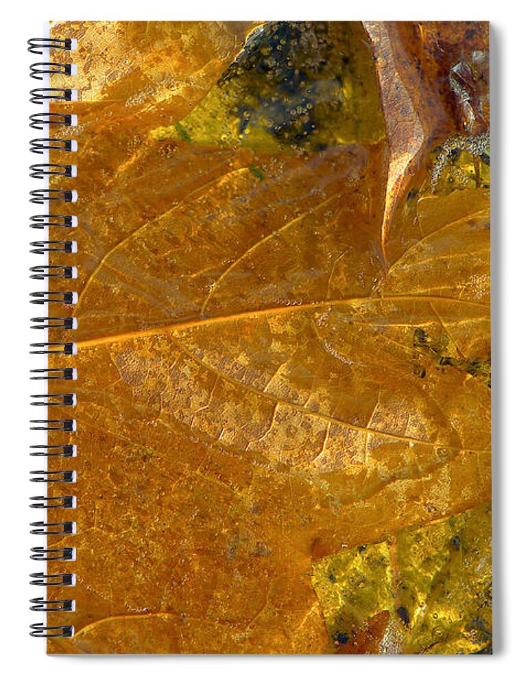 Fall Leaves Spiral Notebook featuring the photograph Fall Leaves in Ice by Sharon Talson