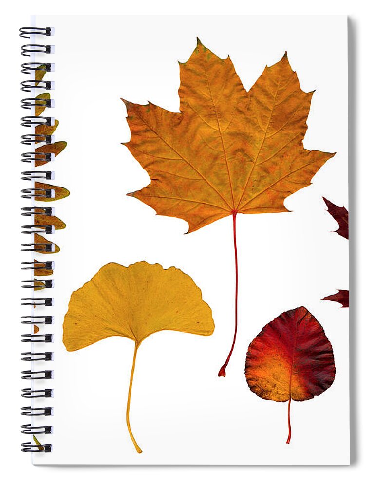 Leaf Spiral Notebook featuring the photograph Fall leaves by Tony Cordoza