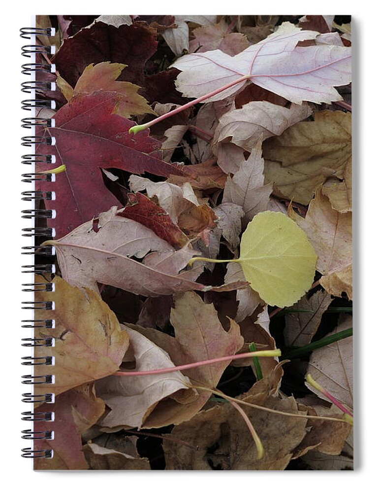 Autumn Spiral Notebook featuring the photograph Fallen Beauty by Jessica Myscofski