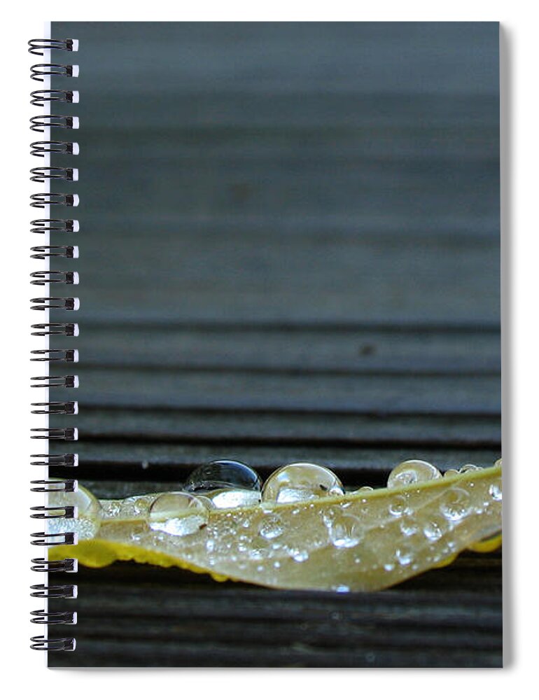 Leaf Spiral Notebook featuring the photograph Fallen II by Douglas Stucky