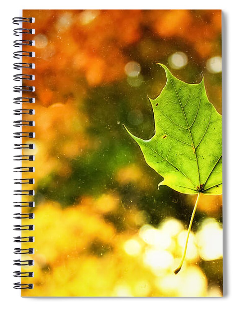 Fall Spiral Notebook featuring the photograph Falling Leaf by Lars Lentz