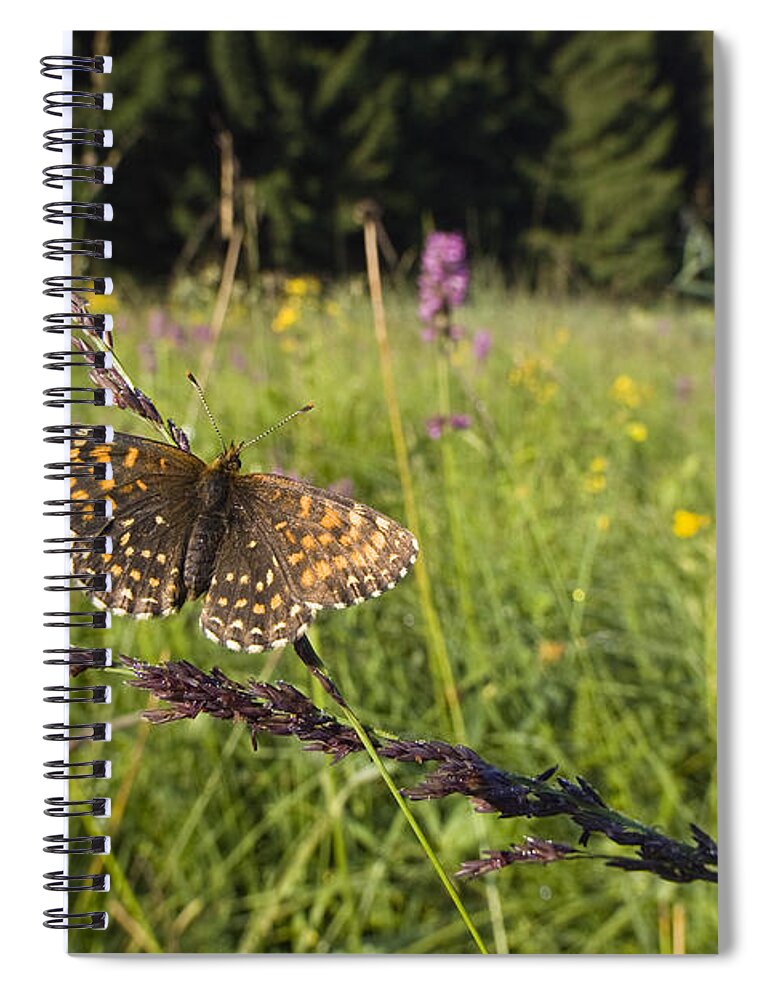 Feb0514 Spiral Notebook featuring the photograph False Heath Fritillary In Meadow Bavaria by Konrad Wothe