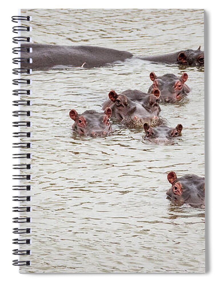 Hippopotamus Spiral Notebook featuring the photograph Family Of Staring Hippos by Rod Gotfried Photography