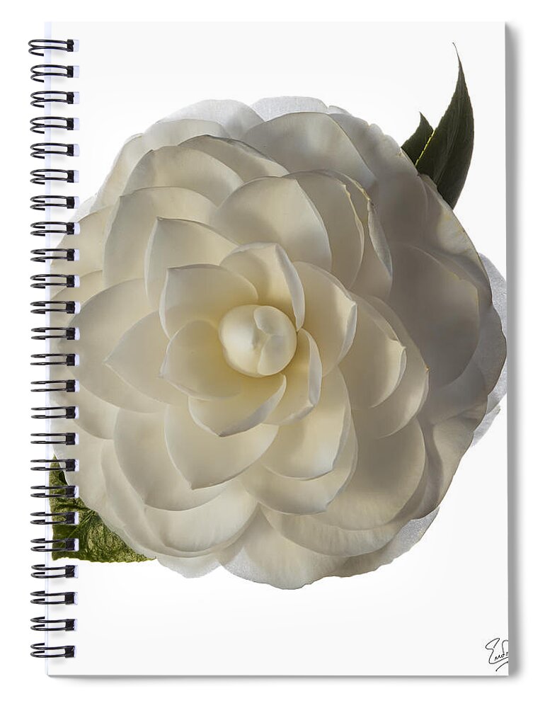Flower Spiral Notebook featuring the photograph Fancy White Camellia by Endre Balogh