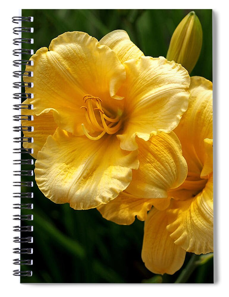 Lilies Spiral Notebook featuring the photograph Fancy Yellow Daylilies by Rona Black