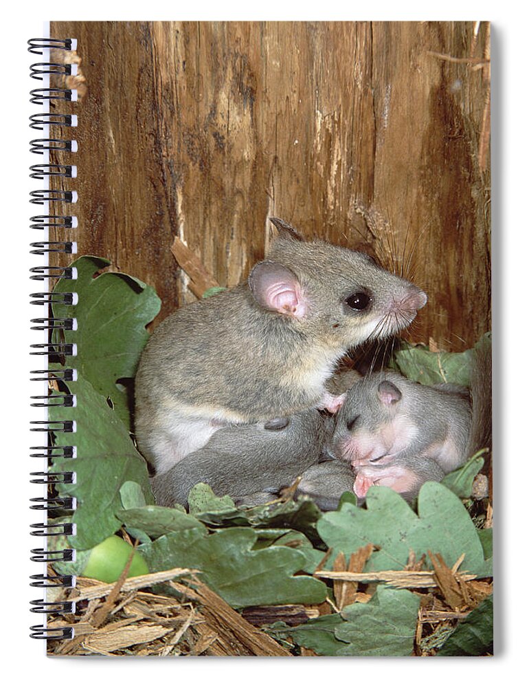 00196695 Spiral Notebook featuring the photograph Fat Dormouse Mother Nursing Young by Konrad Wothe