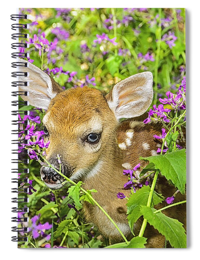 Whitetail Deer Spiral Notebook featuring the photograph Fawn in Wildflowers by Peg Runyan