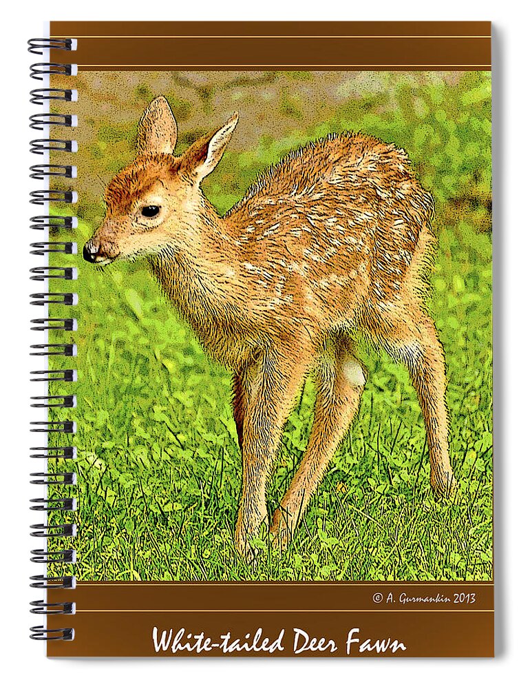 White-tailed Deer Spiral Notebook featuring the photograph Fawn Poster Image by A Macarthur Gurmankin