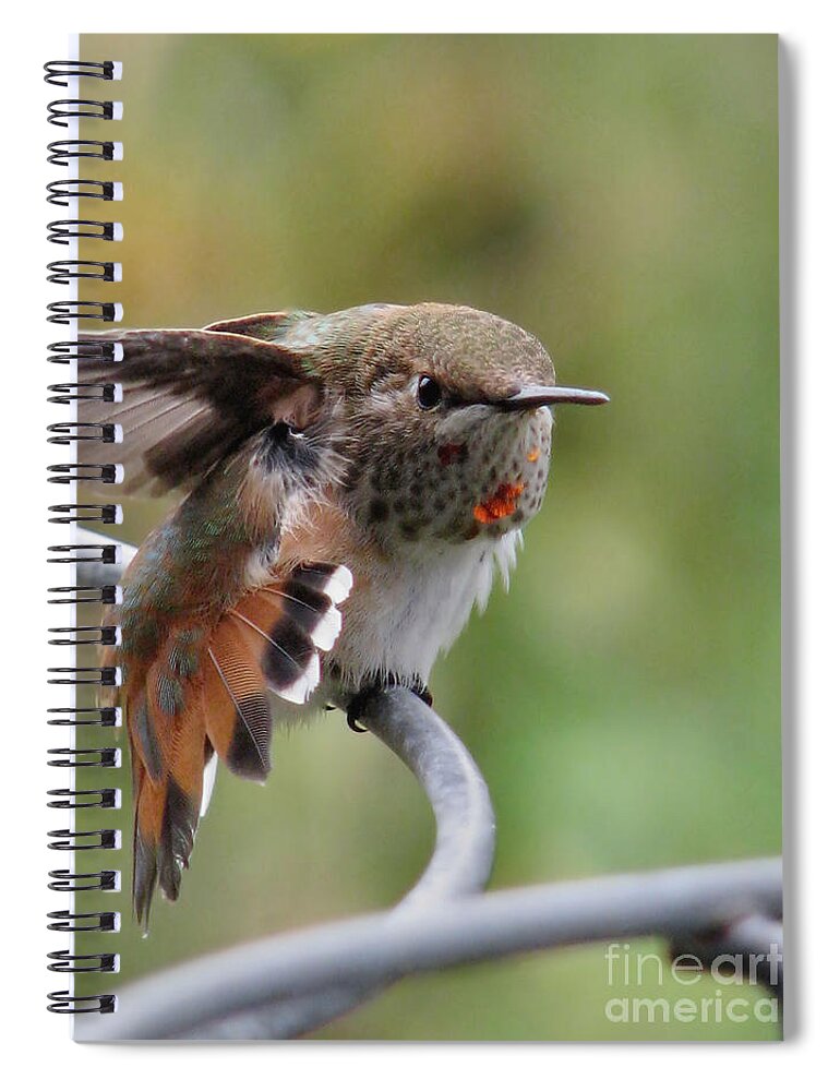 Hummingbirds Spiral Notebook featuring the photograph Fearless Friends by Rory Siegel