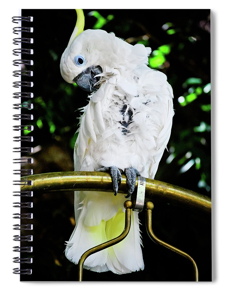 Blue Eyed Cockatoo Spiral Notebook featuring the photograph Feathered Friend by Christi Kraft
