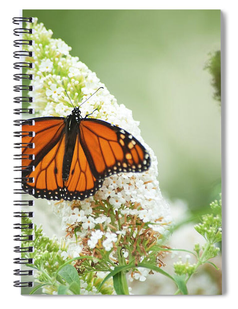 Flowerbed Spiral Notebook featuring the photograph Feeding Summer Monarch Series by Debralee Wiseberg