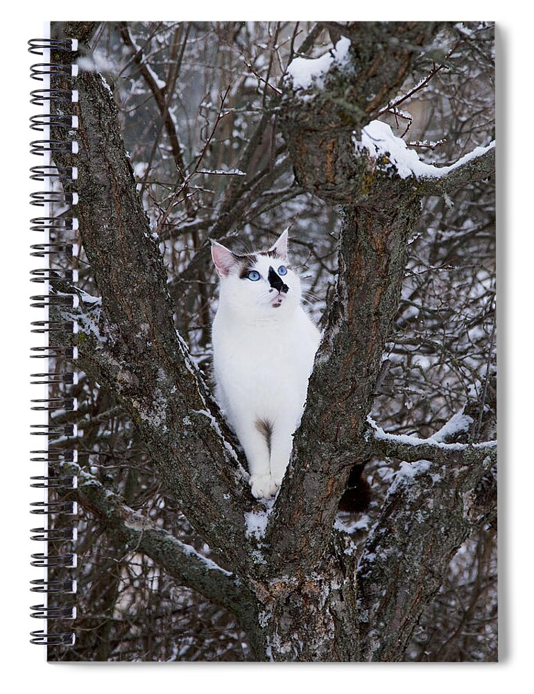 Cat Spiral Notebook featuring the photograph Felis Silvestris Catus in Winter by Theresa Tahara