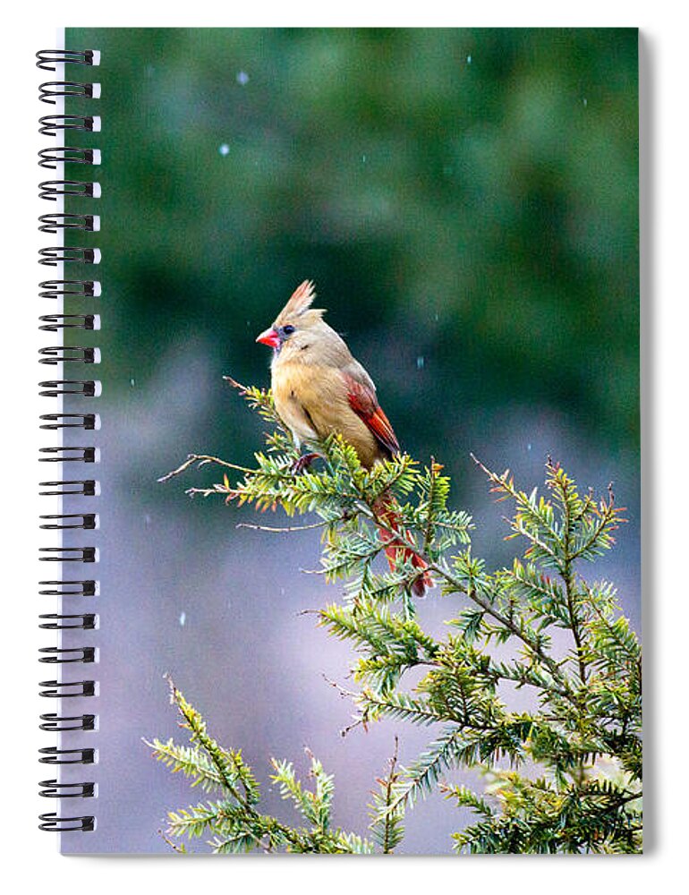Bird Spiral Notebook featuring the photograph Female Cardinal in Snow by Eleanor Abramson