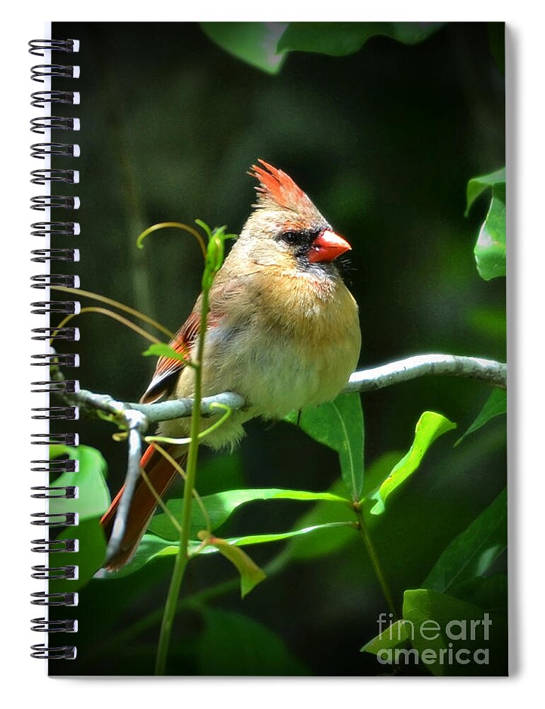 Cardinal Spiral Notebook featuring the photograph Female Cardinal Sitting Pretty by Kathy Baccari