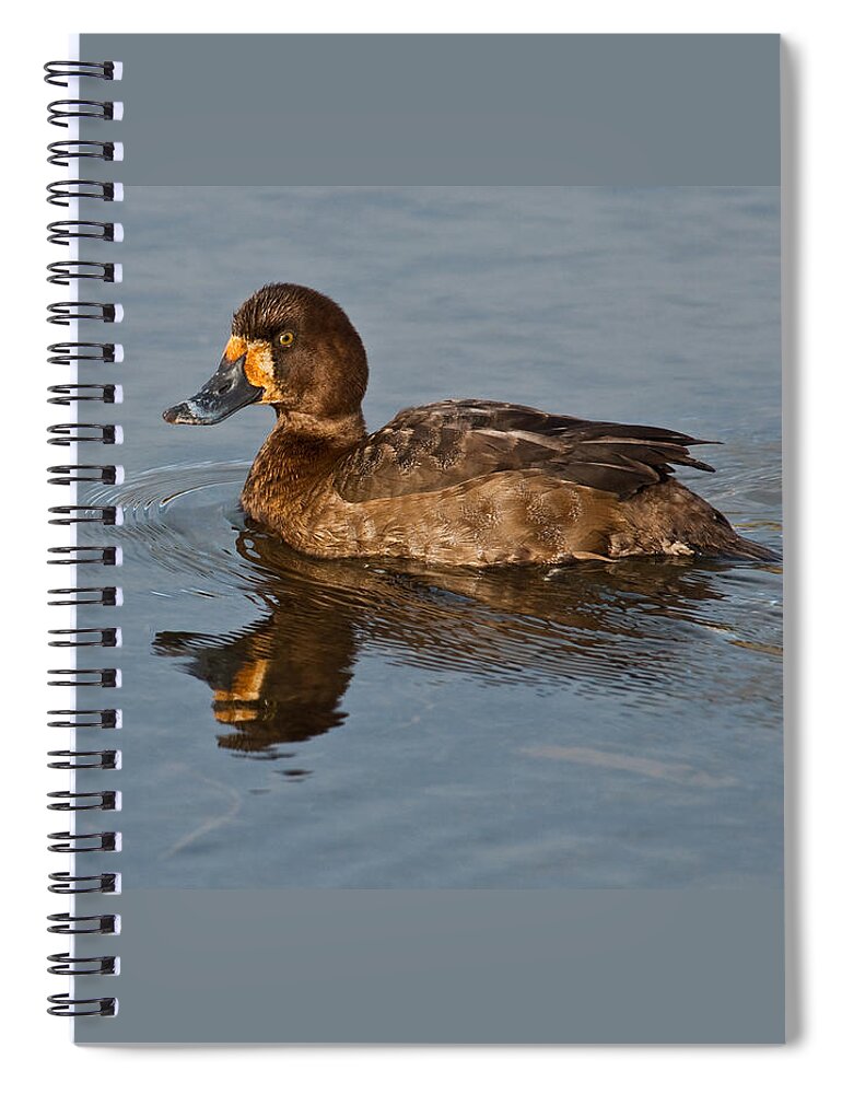 Animal Spiral Notebook featuring the photograph Female Greater Scaup by Jeff Goulden