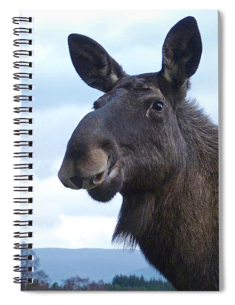 European Elk Spiral Notebook featuring the photograph Female European Elk by Phil Banks