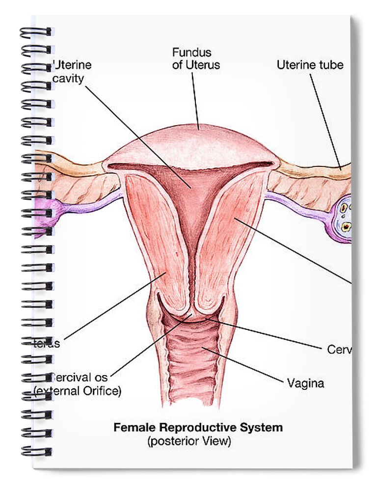 Science Spiral Notebook featuring the photograph Female Reproductive System by Spencer Sutton