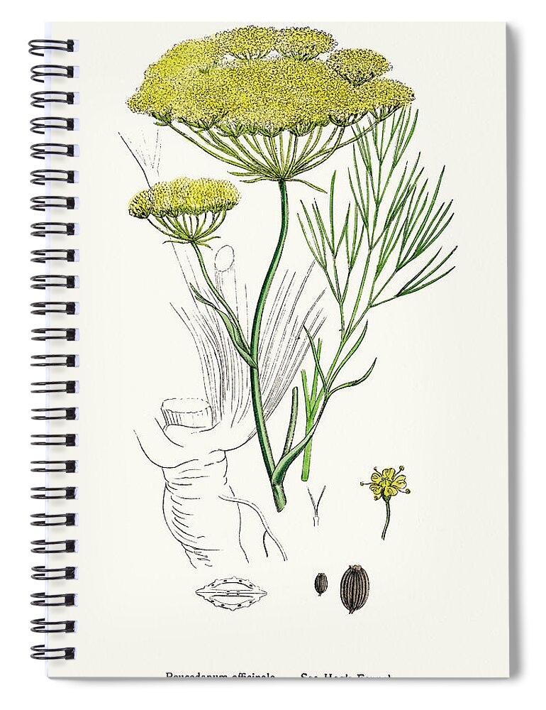 White Background Spiral Notebook featuring the digital art Fennel Plant Scientific Illustration by Mashuk