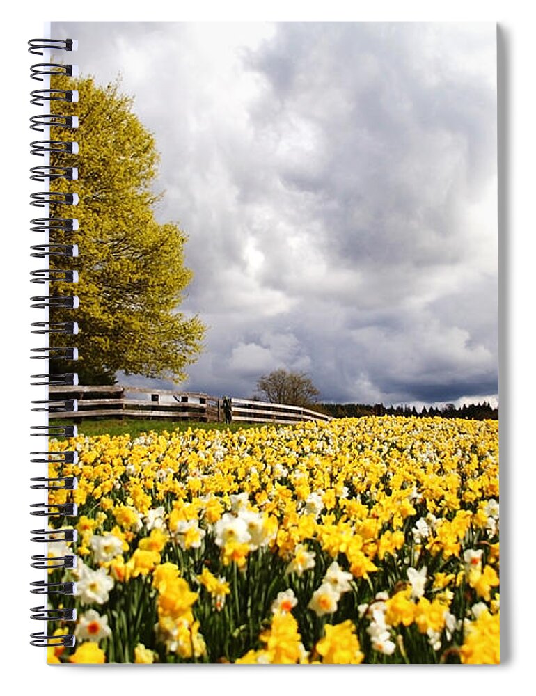 Daffodils Spiral Notebook featuring the photograph Field of Daffodils by Sylvia Cook