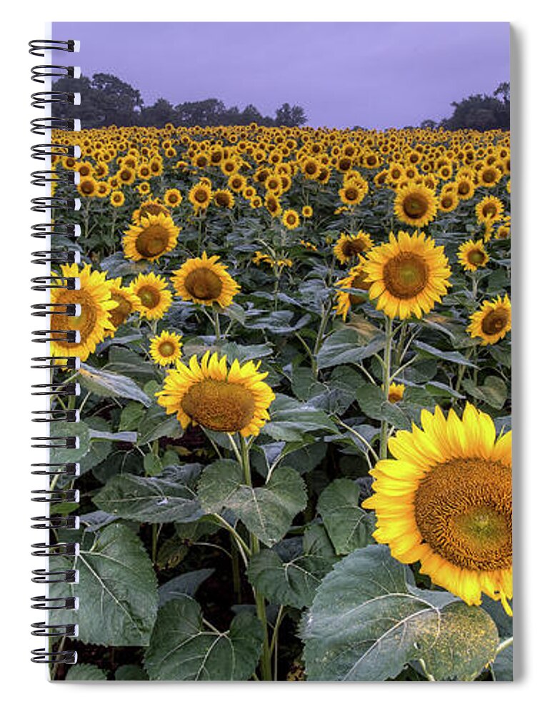 Tranquility Spiral Notebook featuring the photograph Field Of Sunflower Blooms by Dennis Govoni