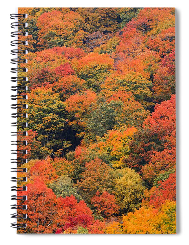 America Spiral Notebook featuring the photograph Field of trees from above during fall foliage. by Don Landwehrle