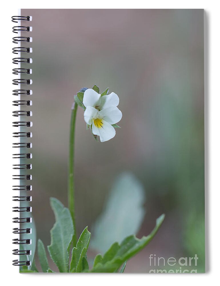 Bulgaria Spiral Notebook featuring the photograph Field pansy - white viola by Jivko Nakev