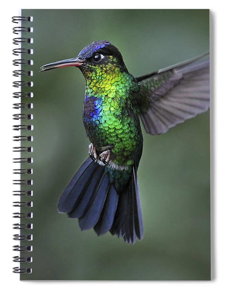 Fiery-throated Hummingbird Spiral Notebook featuring the photograph Fiery-throated Hummingbird.. by Nina Stavlund