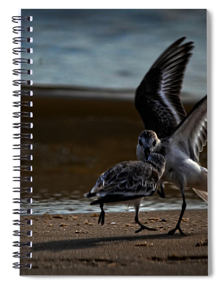 Bird Spiral Notebook featuring the photograph Fighting Sandpipers by Maggy Marsh
