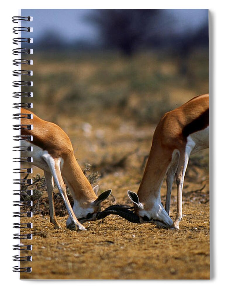 Antelope Spiral Notebook featuring the photograph Fighting Springbok Bucks by Gerald C. Kelley