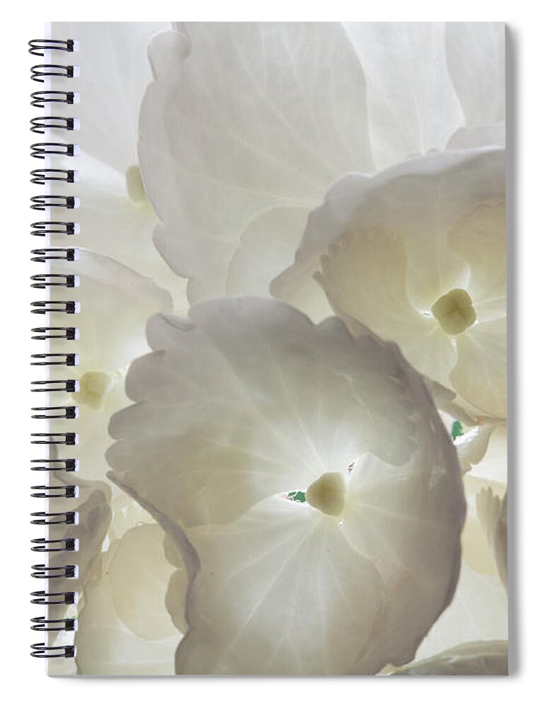 Hydrangea Spiral Notebook featuring the photograph Filtered Light by Shirley Mitchell