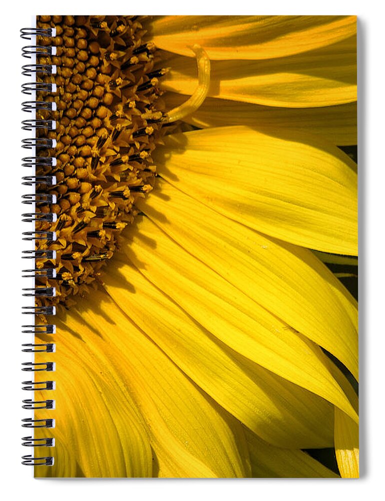 Sunflower Spiral Notebook featuring the photograph Find the Spider in the Sunflower by Belinda Greb