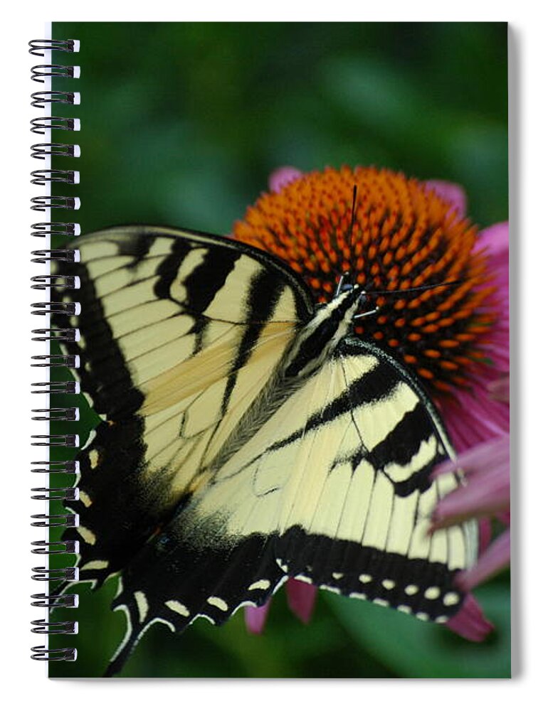 Tiger Swallowtail Butterfly Spiral Notebook featuring the photograph Finely Dressed and Fed Butterfly by Jeannie Allerton
