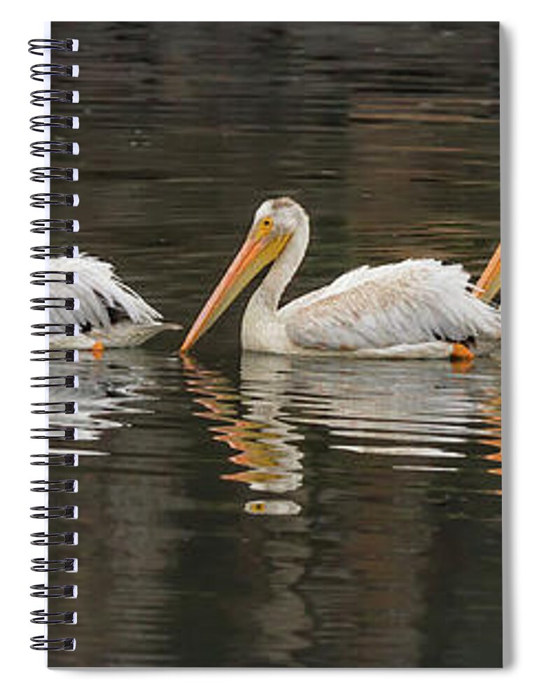 Panoramic Spiral Notebook featuring the photograph Five White Pelicans In A Line With by Alice Cahill