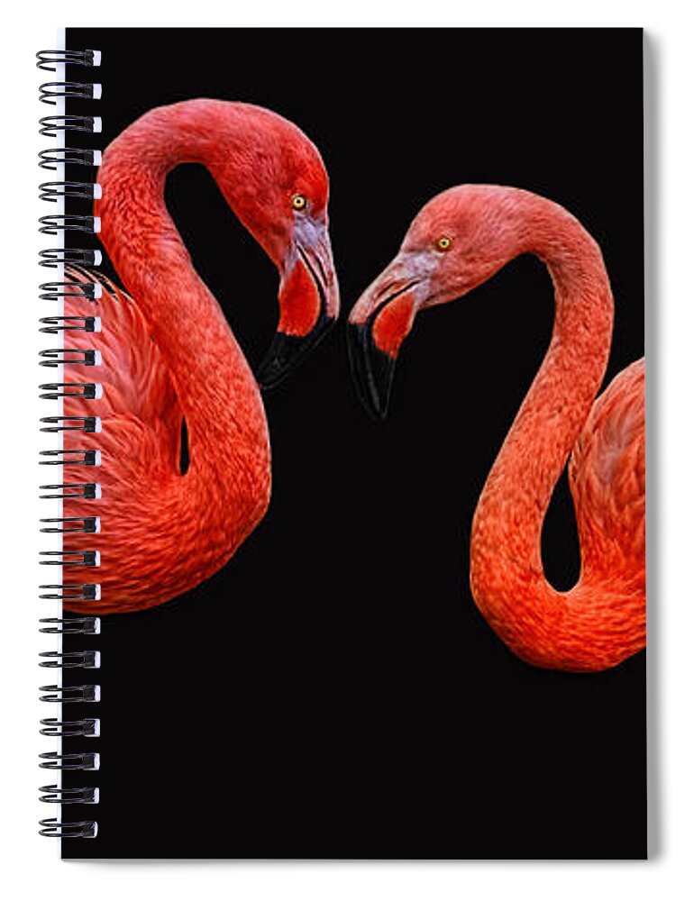 Animals Spiral Notebook featuring the photograph Flamenco ... Baby by Joachim G Pinkawa