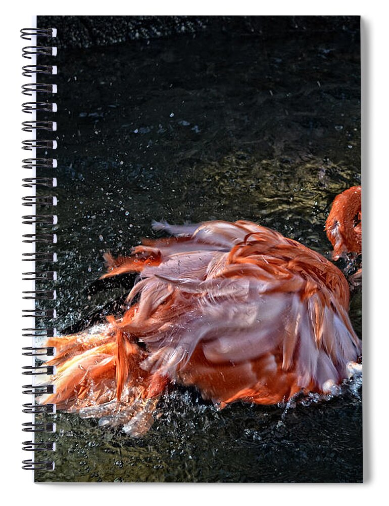 America Spiral Notebook featuring the photograph Flamingo Bath by Maggy Marsh