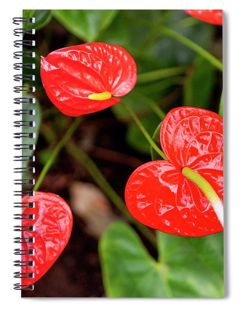 Canary Islands Spiral Notebook featuring the photograph Flamingo Lilies by Johner Images