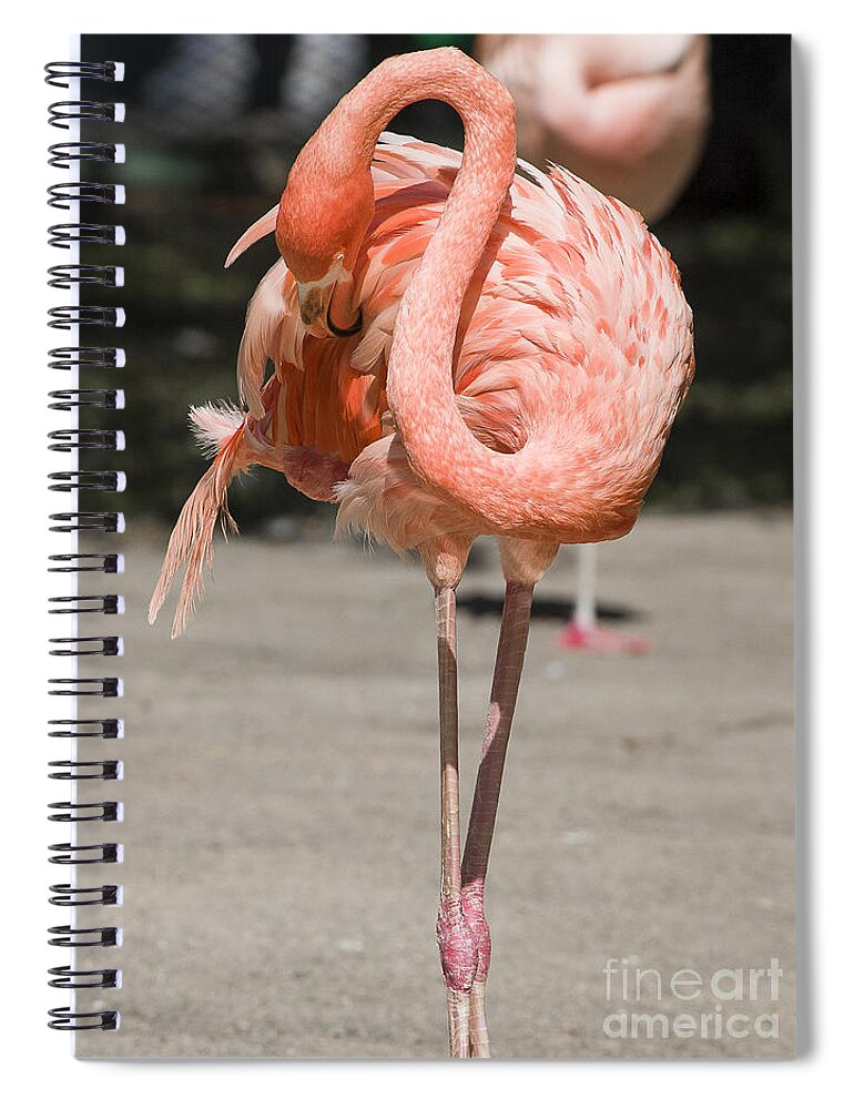 Birds Spiral Notebook featuring the photograph Flamingo by Steven Ralser