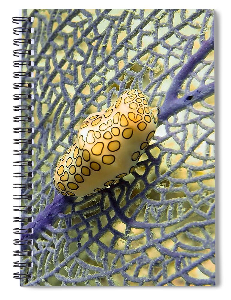 Flamingo Spiral Notebook featuring the photograph Flamingo Tongue Snail on Purple Fan Coral by Amy McDaniel