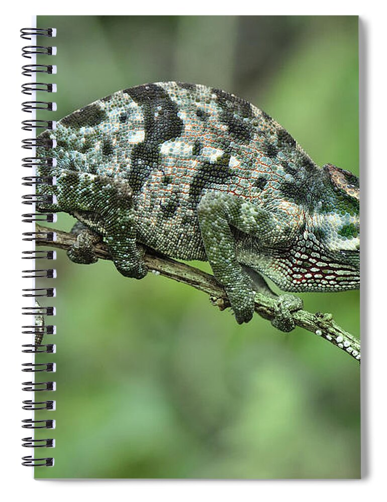 Thomas Marent Spiral Notebook featuring the photograph Flap-necked Chameleon Female Tanzania by Thomas Marent